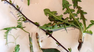 秋月葛蔵開きと野草ワークショップへ