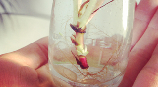 カタバミは食べられません。