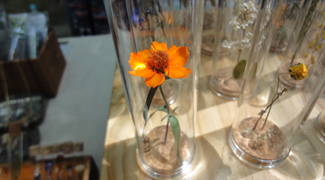 多国籍な大博多輸入雑貨市へ