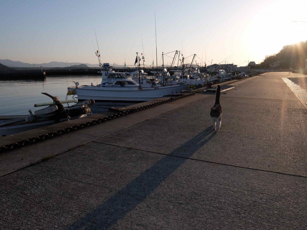 志賀島は漁師町。港と猫は絵になりますね〜。