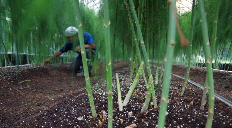 那珂川町で見つけたとっておきの素材でBBQ！メインはぷりっとしまった鶏肉と柔らか〜いアスパラガス！［SUMMER PICNIC］