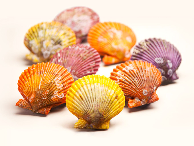 色彩豊かな緋扇貝は、肉厚で甘みもたっぷり。田村さんの漁師物語が詰まった『食べる通信』を片手に、刺身やステーキで贅沢にいただくのもいいですね〜（写真は『水俣食べる通信』公式サイトより）