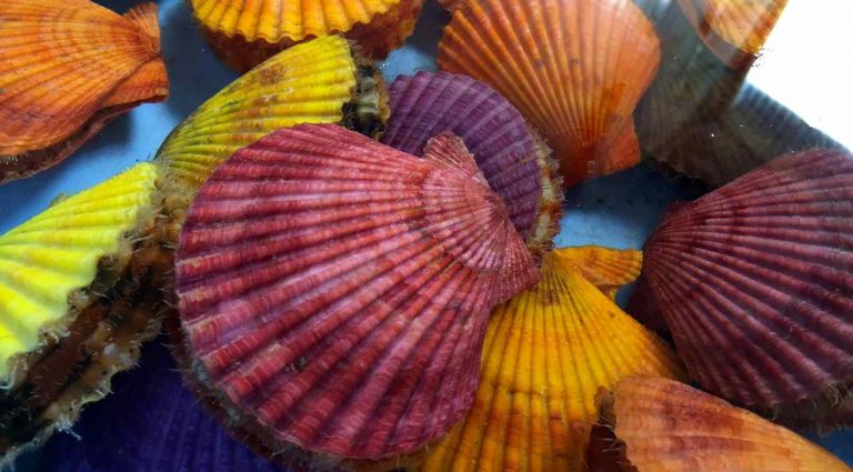 ヒオウギ貝を漁師さんおすすめの天ぷらで！スペアリブは皮までおいしい甘夏とてりてりに煮込んで！水俣の食をたっぷりと楽しみましょう！水俣食べるバー開店！［4月の穴バー］