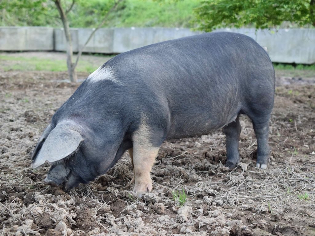 ハム等の加工品に適したサドルバック種の豚。純粋サドルバックで、餌もオリジナルで育てているそう。