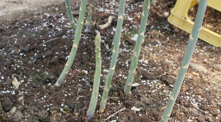 アスパラやトマトなどの夏野菜、色鮮やかな紫芋やプチプチ食感の菜種もあります！くまもと山鹿の野菜まつりバー6月17日（金）開店！［6月の穴バー］