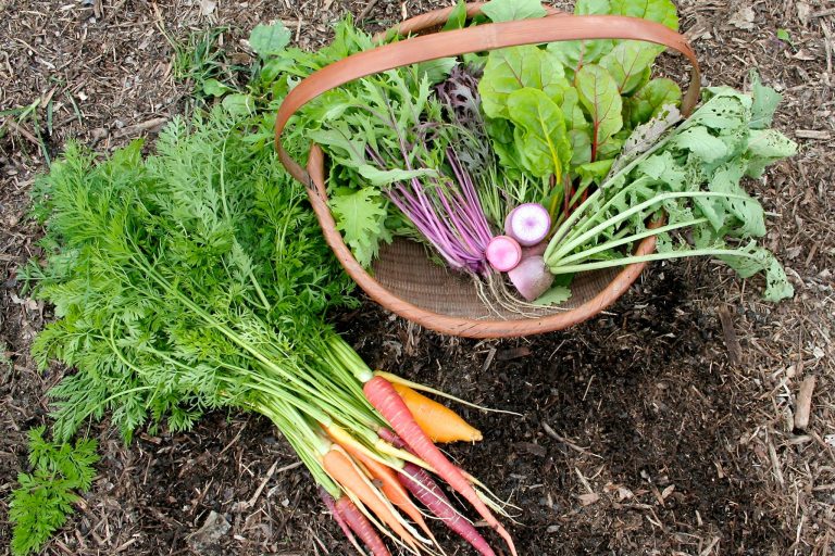 糸島から「野菜やトラキ」のカラフルな珍野菜がやってくる！約20種の旬野菜をローフードでいただきましょう[11月の穴バー]