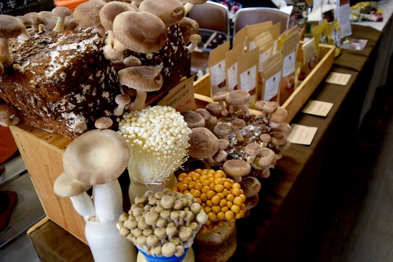 福岡のきのこ愛がアツい！きのこを遊ぶ一大イベント「フクオカきのこ大祭」に行ってきました！