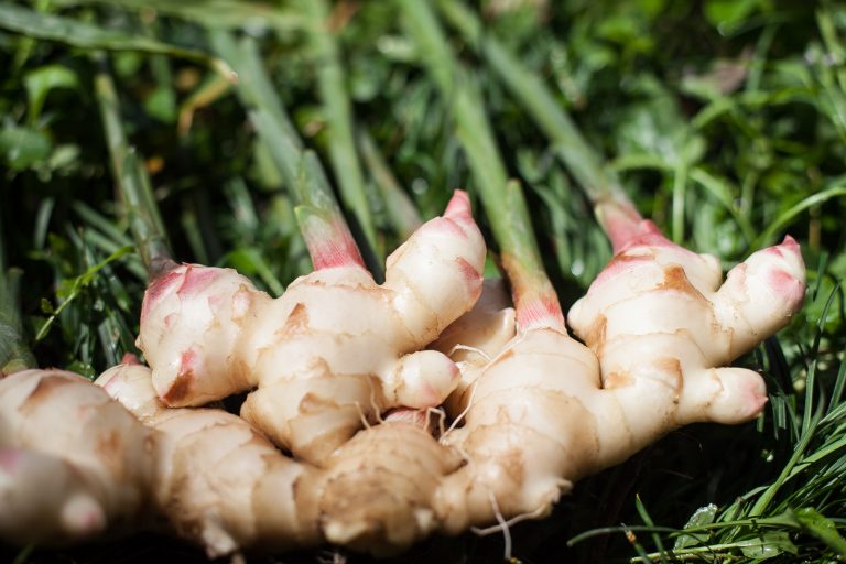 福岡市「山の農園」の生姜が主役！生姜づくしでおなかも身体もぽかぽかしましょう！［1月の穴バー］