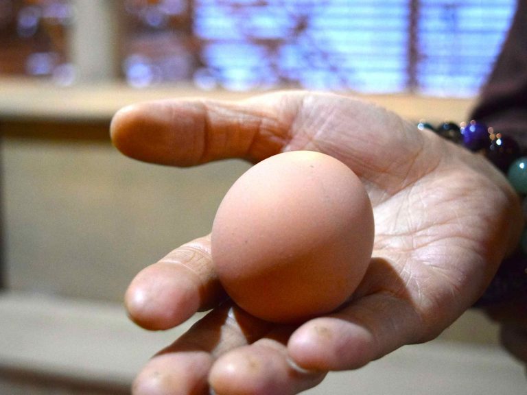 那珂川町の養鶏家フジノ香花園さんの滋味あふれるたまごを味わいましょう［2月17日開店の穴バー］