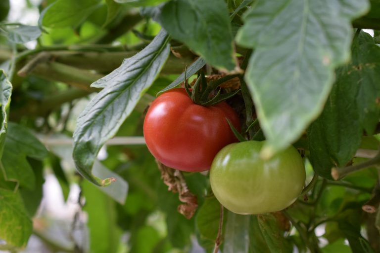 甘くて濃い味トマトを食べにいらっしゃい！　「永尾産ち」の食べ頃トマトを味わいましょう[4月の穴バー]