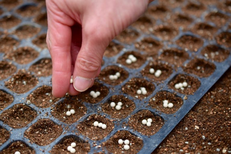 ネギの種まき体験記。糸島市長糸地区の若手農家「寺本ダーウィン農園」を訪問しました