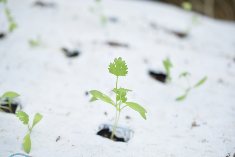 屋台で楽しめるパクチーざんまいのバー開店！糸島「MURA FARM」大村さんのパクチーを3人の料理家さんがお料理します！[9月の穴バー]