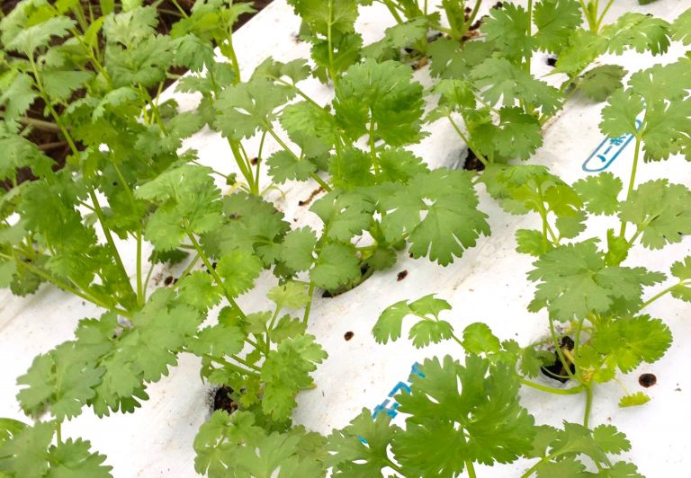 パクチーざんまいの穴バーいよいよ開店！パクチー料理に大村さんのパクチートークを楽しみましょう[9月の穴バー]