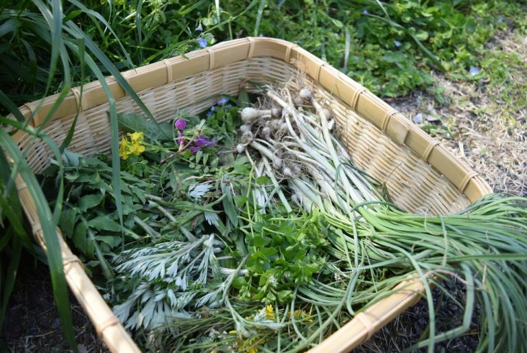 やめられない野草の世界へいらっしゃい！　野草先生と約20種類の野草をいただく「野草がごちそうバー」4/27開店！[4月の穴バー]