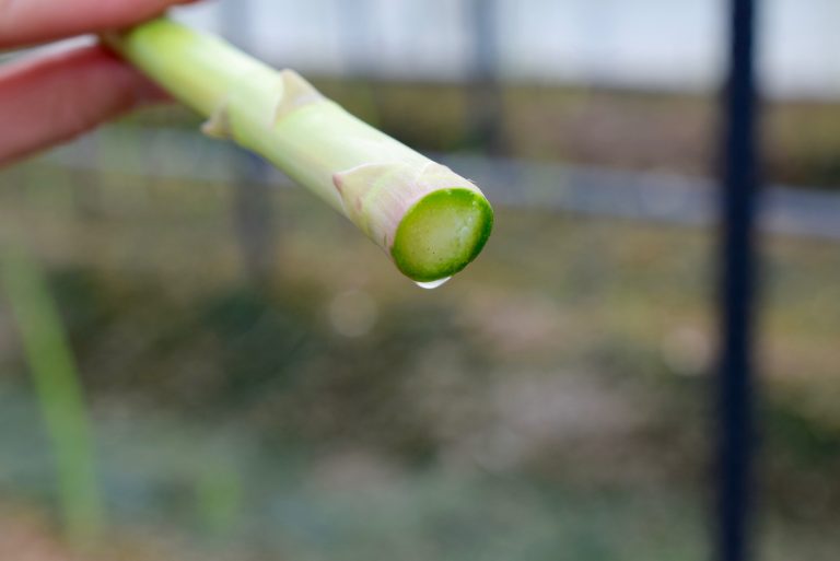 とれたての生アスパラガスもいただきましょう。佐賀県神埼市からよしこちゃんが登場！「アスパラバー」5/18開店です。