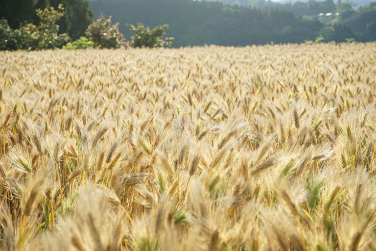 麦のトマト煮に麦プリンも！　新麦を使った新感覚のお料理をお楽しみに！