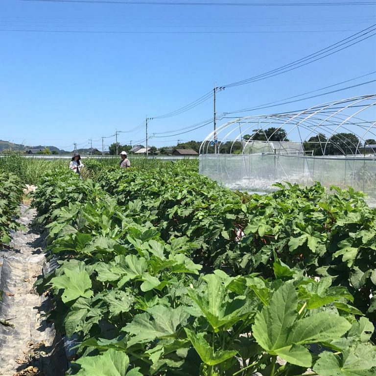 糸島の魚や海藻の旨みもオクラの味わいに！200種以上の野菜を育てる鍛治さんと、4種のオクラをいただく「ネバネバオクラバー」7/20開店[7月の穴バー]