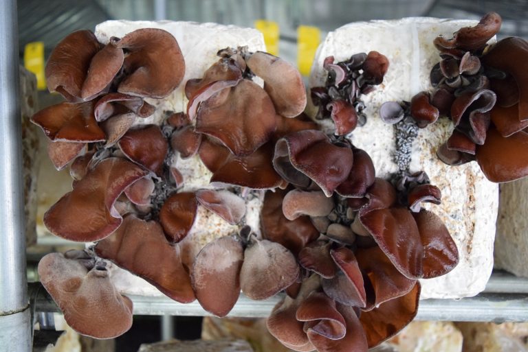 希少な”生きくらげ”をイタリアンでいただきましょう「うきは小塩のイタリアンなきくらげバー」8/17開店！[8月の穴バー]