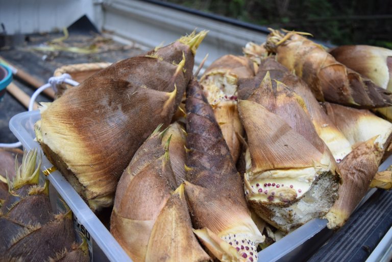 放置竹林をエネルギーに変えるバイオマスチャレンジャー佐々木さんがやってくる！未来の農業とたけのを掘り起こします[4月の穴バー]