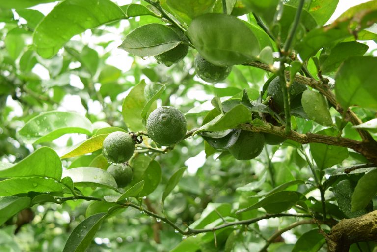 【告知】収穫の最盛期を迎える旬のカボスを、大分の食材と一緒にいただきます。8/23（金）開催「大分竹田のたっぷりカボスバー」の料理をご紹介[8月の穴バー]