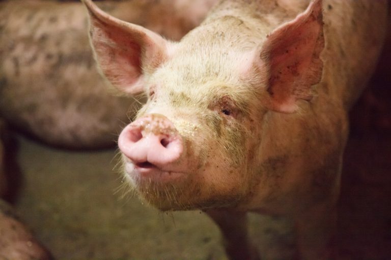 澄んだ空気と地下水が健康な四元豚を育てる。 水俣の山ごと育む「モンヴェール農山」と穴バーを開店しました。