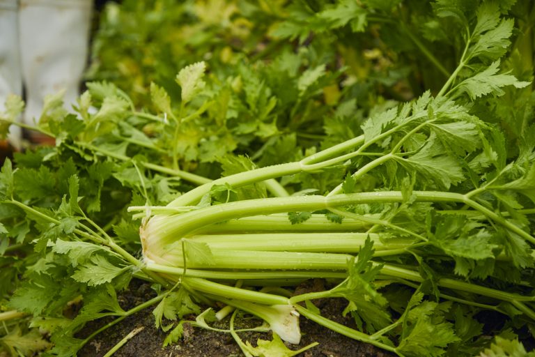 少数精鋭のワンチームが導く 全国屈指のセロリ生産量とクオリティ