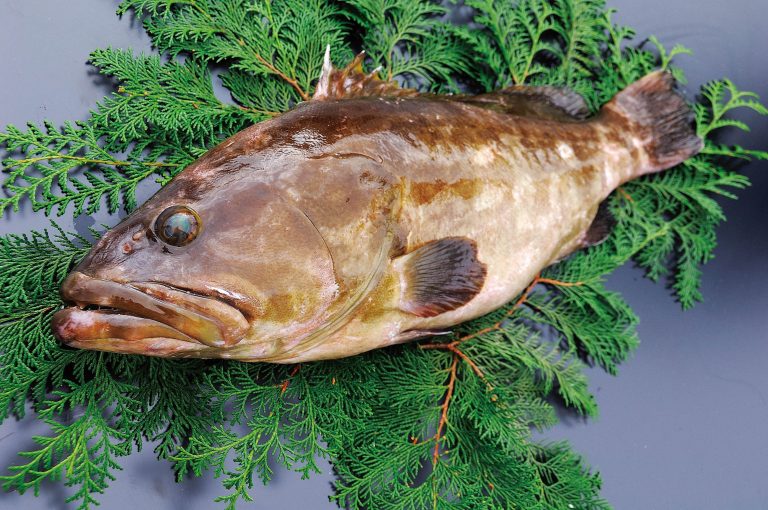 魚の目利きのプロと料理人のコラボで五島の“クエ”を味わいましょう。ゲストの「鯛福」永田さんと「多々樂」粒崎さんをご紹介[anabar premium・12月]